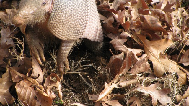 Armadillo